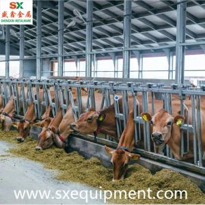 Sapi Sapi Kepala Kunci