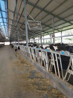 Kunci Kepala Sapi Dengan Kualitas Tinggi Di Peternakan Cina